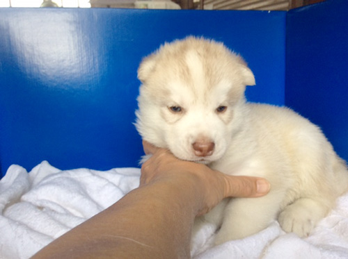 シベリアンハスキーの子犬　ブリーダー 子犬専門　AngelWan 横浜