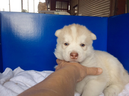 シベリアンハスキーの子犬　ブリーダー 子犬専門　AngelWan 横浜