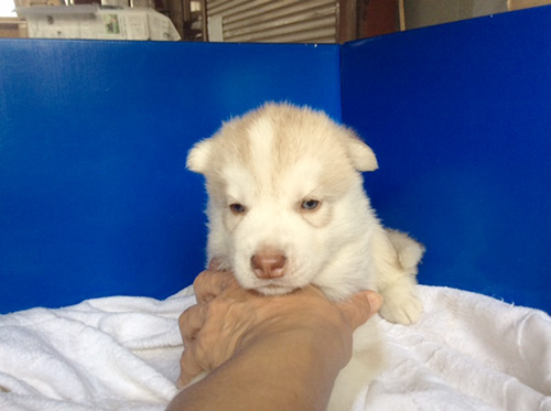 シベリアンハスキーの子犬　ブリーダー 子犬専門　AngelWan 横浜