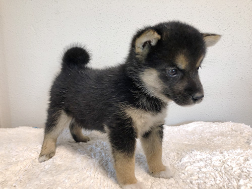 豆柴の子犬　ブリーダー 子犬専門　AngelWan 横浜