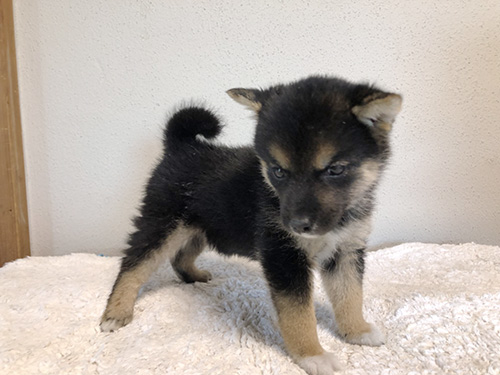 豆柴の子犬　ブリーダー 子犬専門　AngelWan 横浜