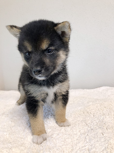 豆柴の子犬　ブリーダー 子犬専門　AngelWan 横浜