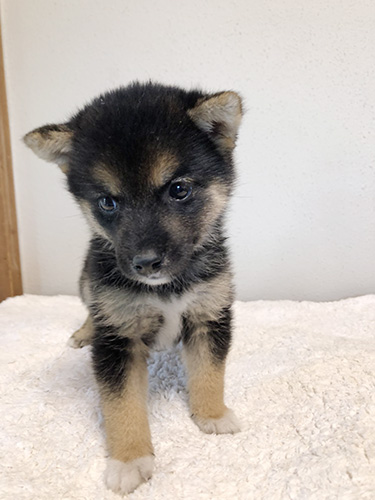 豆柴の子犬　ブリーダー 子犬専門　AngelWan 横浜