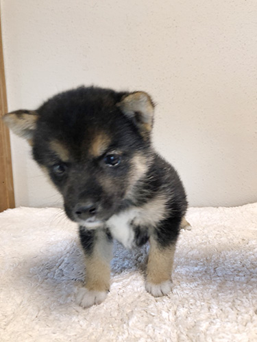 豆柴の子犬　ブリーダー 子犬専門　AngelWan 横浜