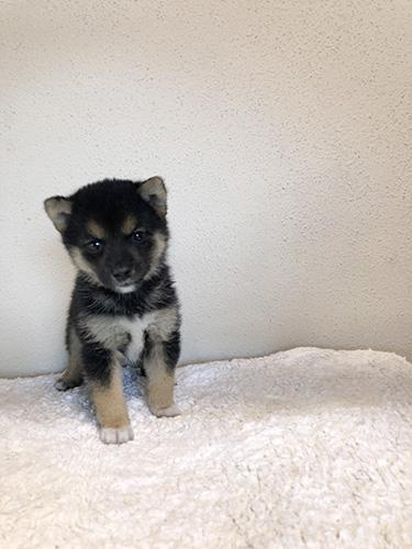 豆柴の子犬　ブリーダー 子犬専門　AngelWan 横浜