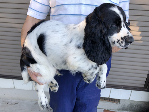 イングリッシュコッカースパニエルの子犬　ブリーダー 子犬専門　AngelWan 横浜