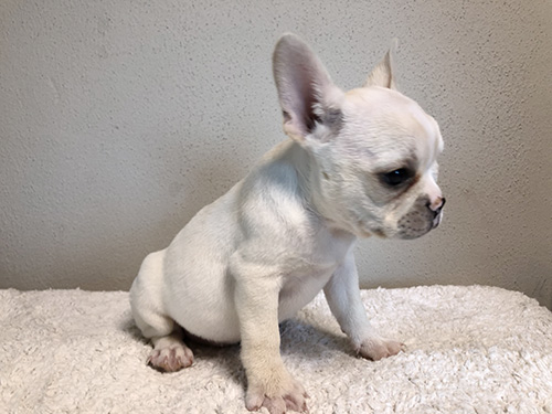 フレンチブルドッグの子犬　ブリーダー 子犬専門　AngelWan 横浜