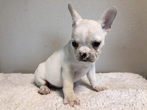 フレンチブルドッグの子犬　ブリーダー 子犬専門　AngelWan 横浜