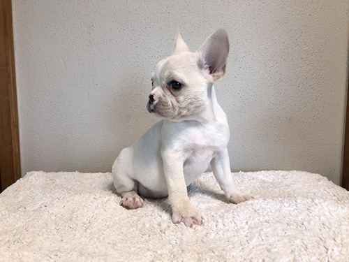 フレンチブルドッグの子犬　ブリーダー 子犬専門　AngelWan 横浜