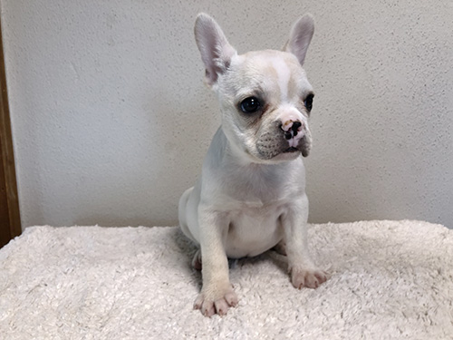 フレンチブルドッグの子犬　ブリーダー 子犬専門　AngelWan 横浜