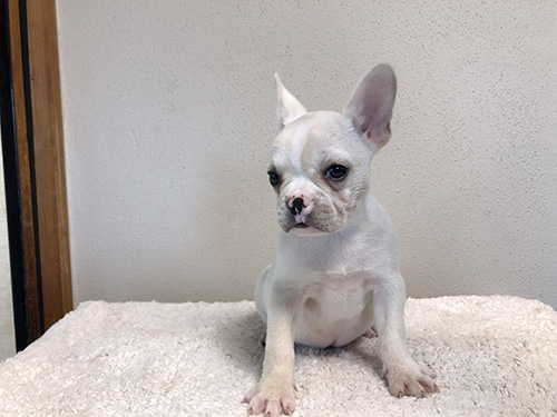 フレンチブルドッグの子犬　ブリーダー 子犬専門　AngelWan 横浜