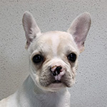 フレンチブルドッグの子犬　ブリーダー 子犬専門　AngelWan 横浜