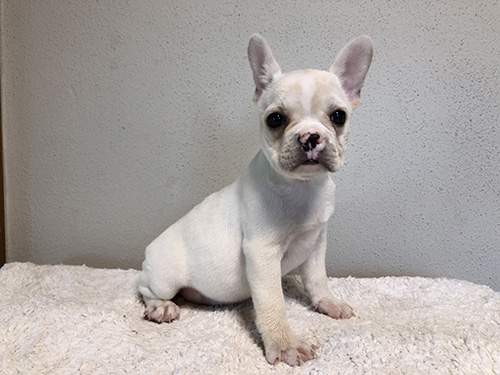 フレンチブルドッグの子犬　ブリーダー 子犬専門　AngelWan 横浜
