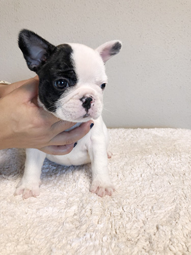 フレンチブルドッグの子犬　ブリーダー 子犬専門　AngelWan 横浜