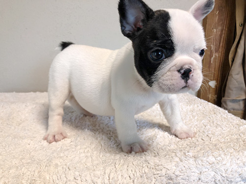 フレンチブルドッグの子犬　ブリーダー 子犬専門　AngelWan 横浜