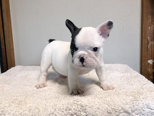 フレンチブルドッグの子犬　ブリーダー 子犬専門　AngelWan 横浜