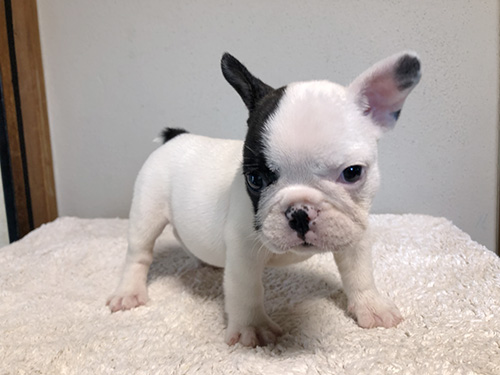 フレンチブルドッグの子犬　ブリーダー 子犬専門　AngelWan 横浜