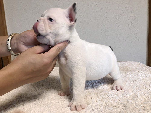 フレンチブルドッグの子犬　ブリーダー 子犬専門　AngelWan 横浜