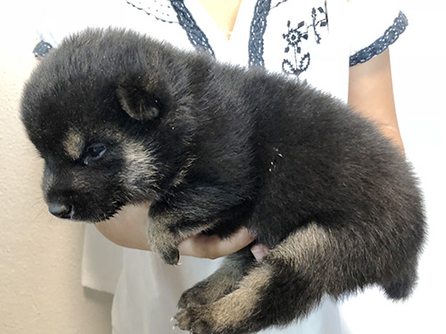 豆柴の子犬　ブリーダー 子犬専門　AngelWan 横浜