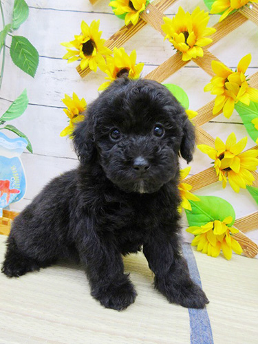 トイプードルの子犬　ブリーダー 子犬専門　AngelWan 横浜
