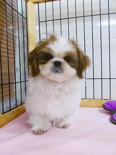 シーズーの子犬　ブリーダー 子犬専門　AngelWan 横浜