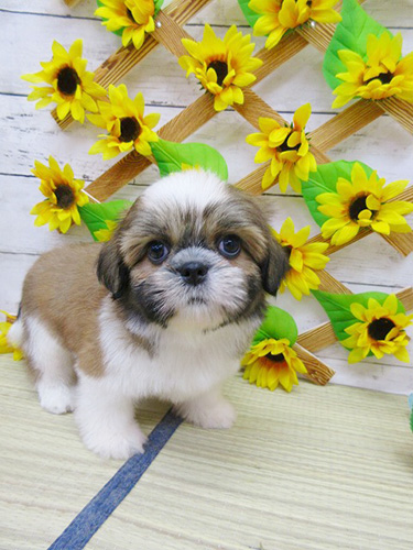 シーズーの子犬　ブリーダー 子犬専門　AngelWan 横浜