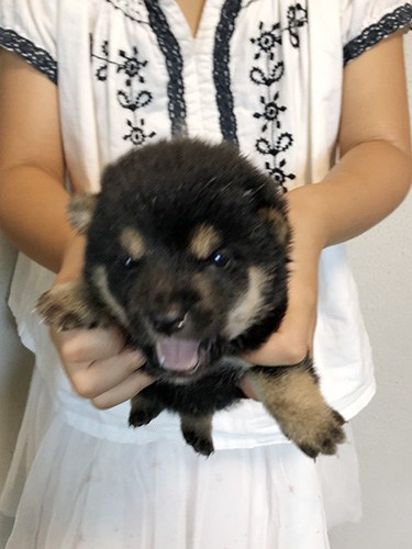 豆柴の子犬　ブリーダー 子犬専門　AngelWan 横浜