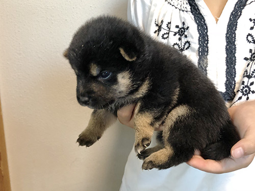 豆柴の子犬　ブリーダー 子犬専門　AngelWan 横浜