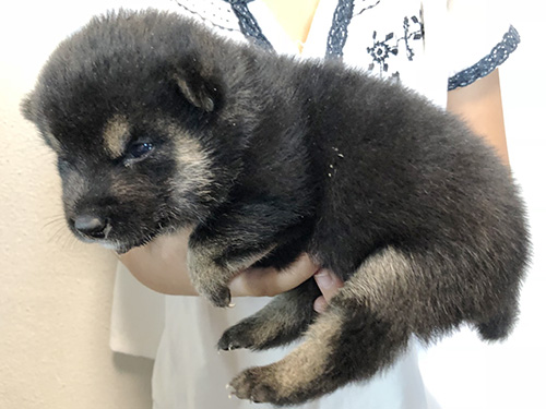 豆柴の子犬　ブリーダー 子犬専門　AngelWan 横浜
