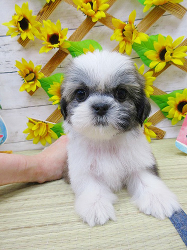 シーズーの子犬　ブリーダー 子犬専門　AngelWan 横浜
