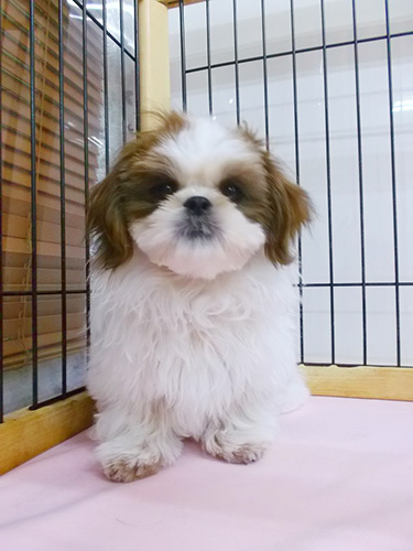 シーズーの子犬　ブリーダー 子犬専門　AngelWan 横浜