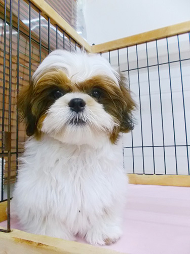 シーズーの子犬　ブリーダー 子犬専門　AngelWan 横浜