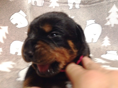 ロットワイラーの子犬　ブリーダー 子犬専門　AngelWan 横浜