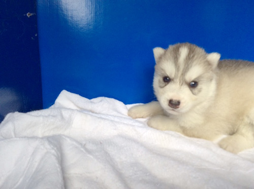 シベリアンハスキーの子犬　ブリーダー 子犬専門　AngelWan 横浜