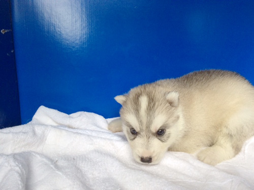 シベリアンハスキーの子犬　ブリーダー 子犬専門　AngelWan 横浜