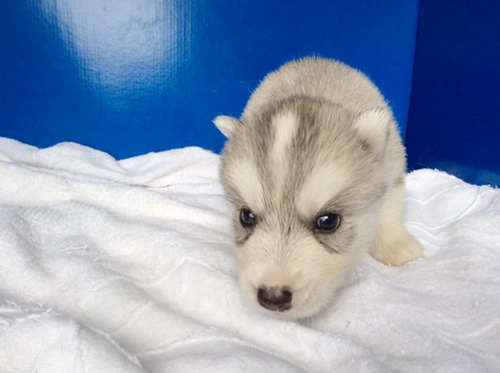シベリアンハスキーの子犬　ブリーダー 子犬専門　AngelWan 横浜