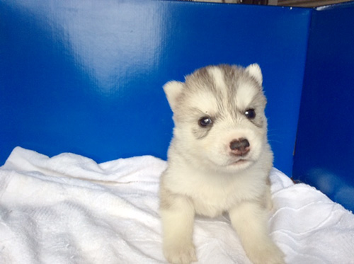 シベリアンハスキーの子犬　ブリーダー 子犬専門　AngelWan 横浜