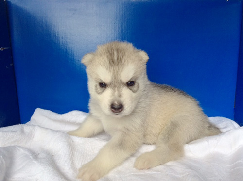 シベリアンハスキーの子犬　ブリーダー 子犬専門　AngelWan 横浜