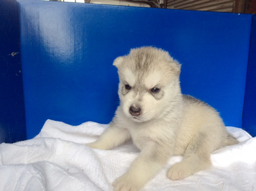 シベリアンハスキーの子犬　ブリーダー 子犬専門　AngelWan 横浜