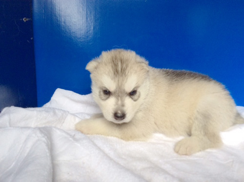 シベリアンハスキーの子犬　ブリーダー 子犬専門　AngelWan 横浜