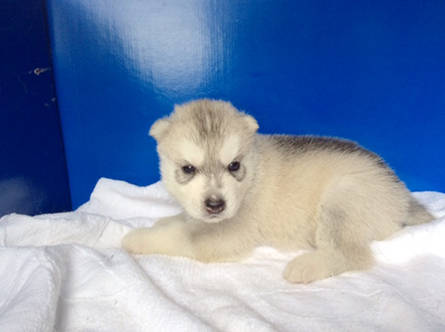 シベリアンハスキーの子犬　ブリーダー 子犬専門　AngelWan 横浜