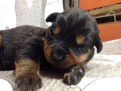 ロットワイラーの子犬　ブリーダー 子犬専門　AngelWan 横浜