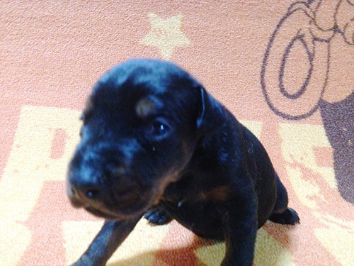 ドーベルマンの子犬　ブリーダー 子犬専門　AngelWan 横浜