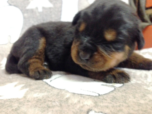 ロットワイラーの子犬　ブリーダー 子犬専門　AngelWan 横浜