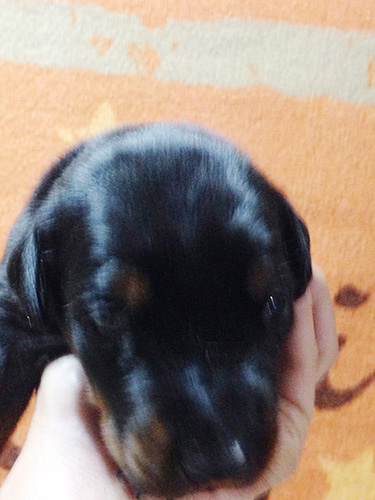 ドーベルマンの子犬　ブリーダー 子犬専門　AngelWan 横浜