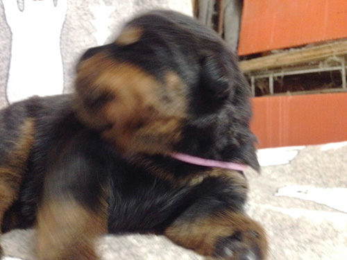 ロットワイラーの子犬　ブリーダー 子犬専門　AngelWan 横浜