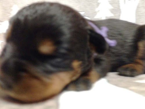 ロットワイラーの子犬 ブリーダー 子犬専門 AngelWan 横浜