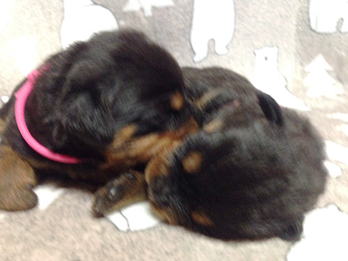 ロットワイラーの子犬　ブリーダー 子犬専門　AngelWan 横浜