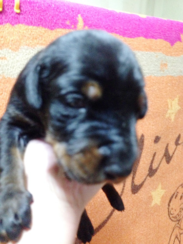 ドーベルマンの子犬　ブリーダー 子犬専門　AngelWan 横浜