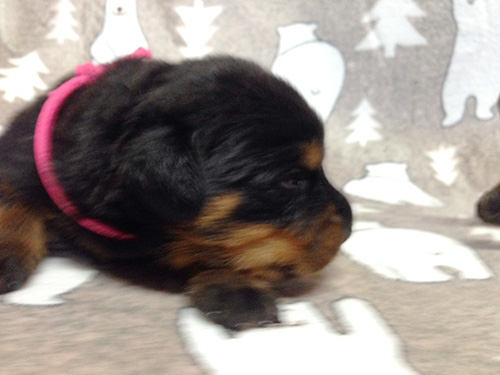 ロットワイラーの子犬　ブリーダー 子犬専門　AngelWan 横浜